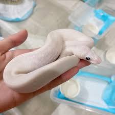 Sanke-蟒蛇王者娛樂城- ✨2021年球蟒✨ 品系：白金性別：母（已售） 🔥已穩定進食三餐以上🔥...