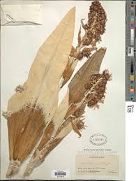 Image result for Hyparrhenia anthistirioides