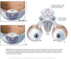 302 Found Cranial Nerves Anatomy Bones Nerve
