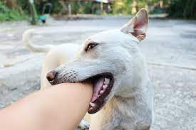 Beyond Puppy Biting When Mouthy Behavior Continues Into Adolescence Peach On A Leash