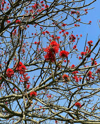 Image result for Erythrina abyssinica × lysistemon