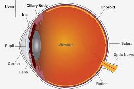 Uveitis is the third leading cause of blindness in america, and 5% to 10% of the cases occur in children under the age of 16. Two Commonly Used Uveitis Drugs Perform Similarly In Nih Funded Clinical Trial National Institutes Of Health Nih