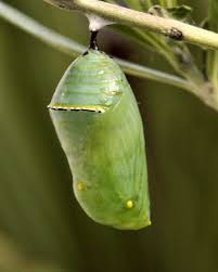 20 web quest you will be responsible to complete the activities on the web quest for monarch butterflies. Life Cycle Of A Butterfly Lesson For Kids Science Class 2021 Video Study Com