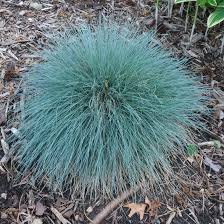 Image result for Festuca