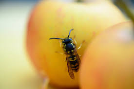 Check spelling or type a new query. Arti Mimpi Tawon Sarang Lebah Madu Ibnu Sirin Ahli Tafsir Mimpi