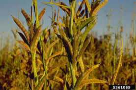 Image result for Cyamopsis