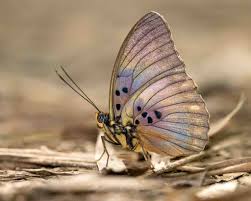 Image result for Ceropegia togoensis