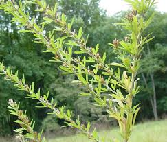 Image result for Conyza limosa