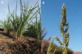 Image result for Echinochloa