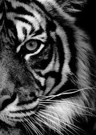 Foto Kaart Tijger Zwart Wit Dieren Zwart Wit Dieren Mooi