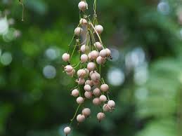 Image result for Marantochloa leucantha