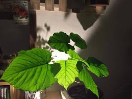 冬に葉を落としてしまったウンベラータ もう枯れてしまったのか Lovegreen ラブグリーン