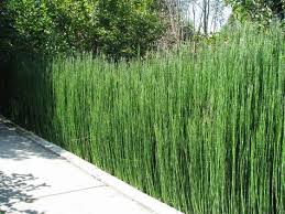 Bildergebnis Fur Schachtelhalm Schilf Gartengestaltung Gartendekoration Schachtelhalm Schilf Gartengestaltung