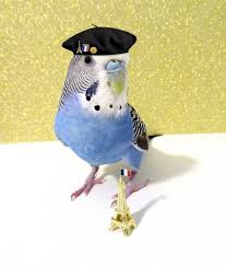 In 2020 Funny Birds Funny Parrots Pet Birds