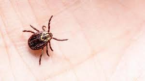 تفسير حلم القمل مجلة سيدتي