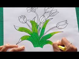 Bila kita mau membuat sketsa bunga yang jauh lebih gampang, maka kita dapat memilah bunga tulip. Gambar Sketsa Bunga Tulip Berwarna