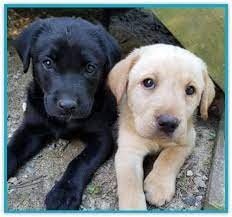 Looking for black labrador retriever puppies for sale? Explore Happy Healthy Silver Labrador Puppies In Nc Happy Lab Kennels