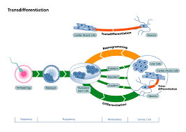 Let's talk about them next. Stem Cell Types Stammzellnetzwerk Nrw