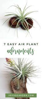 7 Creative Ways To Style Your Air Plants Joy Us Garden Plants Air Plants House Plant Care