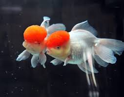 We did not find results for: Do Goldfish Need Light And Darkness How Much Of Each It S A Fish Thing
