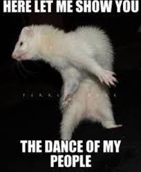 Ferret Dance Funny Ferrets Ferret Cute Ferrets
