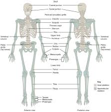 Muscle label thoracic region (back + front). Skeletal System Building A Medical Terminology Foundation