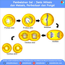 Pembelahan Sel Jenis Mitosis Dan Meiosis Perbedaan Dan Fungsi