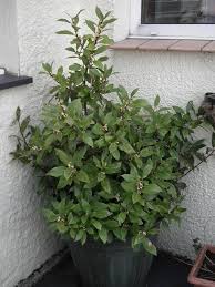 Image result for bay leaf bush foto