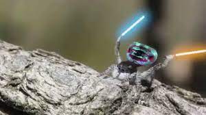 Meet sparklemuffin, skeletorus, and elephans, three recently identified peacock spiders. Peacock Spiders Waving Around Lightsabers