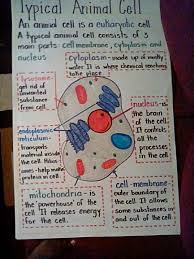 Jobs of animal cell parts. Animal Cell Anchor Chart I Made Plant And Animal Cells Science Anchor Charts Science Classroom Decorations