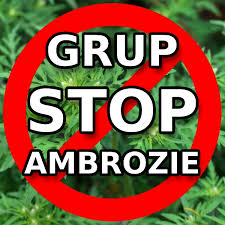 Ambrozia eliberează grăuncioare de polen care plutesc în aer. Stop Ambrozie Stopambrozie Twitter
