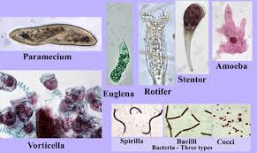 49 Explanatory Pond Water Organisms Chart