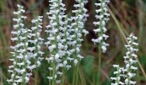 Image result for Liparis mulindana