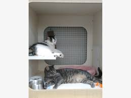 How much are cats at petco. Adopt Brother Sister Cat Today From Parsippany Petco Parsippany Nj Patch