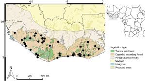 Image result for Polyceratocarpus gossweileri