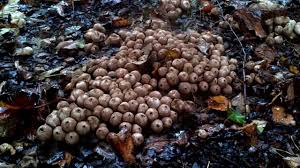 Maybe you would like to learn more about one of these? Lecture 16 And 17 The Causative Agent