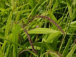 Image result for Setaria homonyma