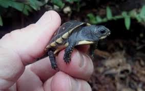 Box Turtle Care Sheet Eastern Box Turtles 3 Toed Ornate Chinese
