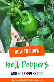 How to preserve bell peppers from the garden. How To Grow Peppers Stuffed Peppers Grow Peppers Growing Peppers