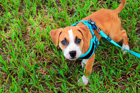 the 5 best dog walking harness