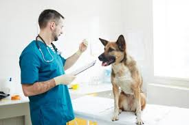 Hormigueo o entumecimiento de los labios, la lengua, o la mejilla. Creatinina Alta En Perros Sintomas Causas Y Tratamiento