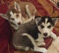 We are just hours away from north west florida but shipping is fast safe and affordable. Siberian Husky Puppy For Sale In Orlando Fl Adn 34302 On Puppyfinder Com Gender Male Age 7 Weeks Old Husky Puppies For Sale Siberian Husky Puppies