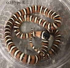 What you can do is you need to givemore moisture inside the cage or enclosure. Prestigecorns December Hamm Arizona Mountain King Facebook