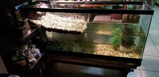 Turtle Paludarium Natural Universe Aquascape Plants