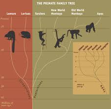 primates definition evolution characteristics video