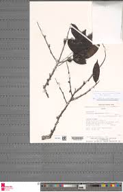 Image result for Diospyros abyssinica