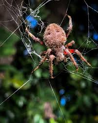 Image result for Ozoroa nigricans