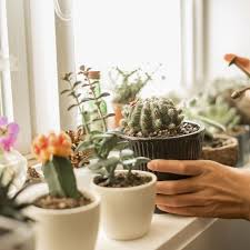 15 Of The Best Types Of Cactus Different Types Of Indoor