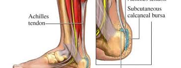 Maybe you would like to learn more about one of these? Faster Recovery From Achilles Tendon Issues Florida Orthopedic Foot Ankle Center Foot And Ankle Specialists