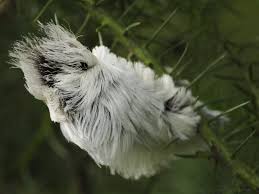 Check spelling or type a new query. The Southern Flannel Moth Rare Beautiful And Dangerous My Animals
